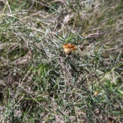 Xerochrysum viscosum (Sticky Everlasting) at Bells TSR - 6 Aug 2021 by Darcy