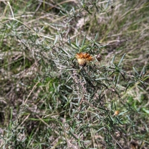 Xerochrysum viscosum at Table Top, NSW - 6 Aug 2021 02:14 PM