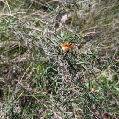 Xerochrysum viscosum (Sticky Everlasting) at Bells TSR - 6 Aug 2021 by Darcy