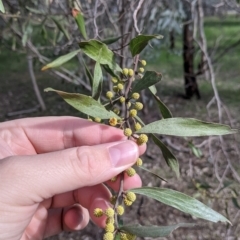 Acacia verniciflua (Varnish Wattle) at Bells TSR - 6 Aug 2021 by Darcy