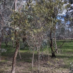 Acacia verniciflua at Table Top, NSW - 6 Aug 2021