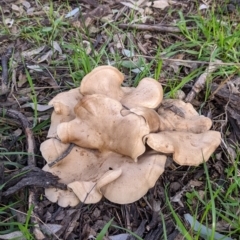 Unidentified Fungus at Bells TSR - 6 Aug 2021 by Darcy