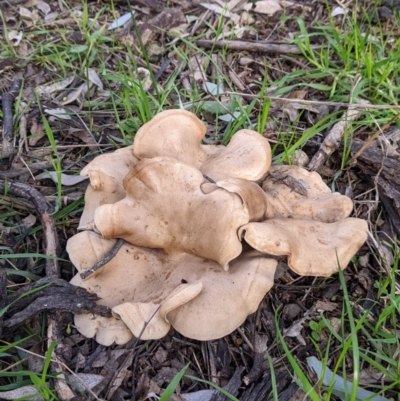 Unidentified Fungus at Table Top, NSW - 6 Aug 2021 by Darcy