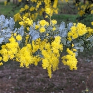 Acacia baileyana at Table Top, NSW - 6 Aug 2021