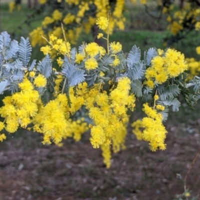 Acacia baileyana (Cootamundra Wattle, Golden Mimosa) at Bells TSR - 6 Aug 2021 by Darcy