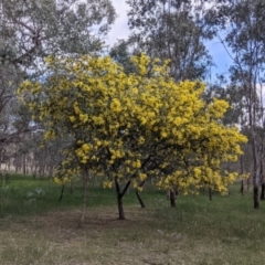 Acacia baileyana at Table Top, NSW - 6 Aug 2021