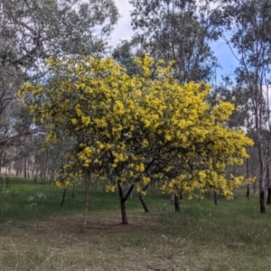 Acacia baileyana at Table Top, NSW - 6 Aug 2021