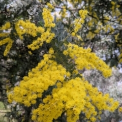 Acacia baileyana (Cootamundra Wattle, Golden Mimosa) at Albury - 6 Aug 2021 by Darcy