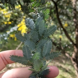 Acacia baileyana at Table Top, NSW - 6 Aug 2021 02:18 PM