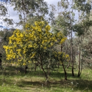 Acacia baileyana at Table Top, NSW - 6 Aug 2021 02:18 PM