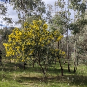 Acacia baileyana at Table Top, NSW - 6 Aug 2021