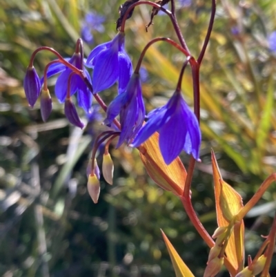 Stypandra glauca (Nodding Blue Lily) at Wanniassa Hill - 6 Aug 2021 by AnneG1