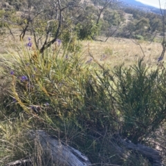 Stypandra glauca at Fadden, ACT - 6 Aug 2021