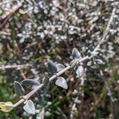 Olea europaea (Common Olive) at Bells TSR - 6 Aug 2021 by Darcy