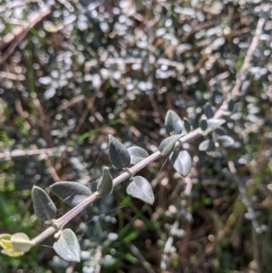 Olea europaea at Table Top, NSW - 6 Aug 2021