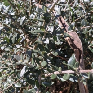 Olea europaea at Table Top, NSW - 6 Aug 2021