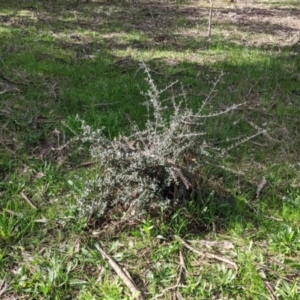 Olea europaea at Table Top, NSW - 6 Aug 2021