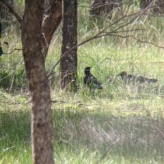 Corcorax melanorhamphos (White-winged Chough) at Bells TSR - 6 Aug 2021 by Darcy