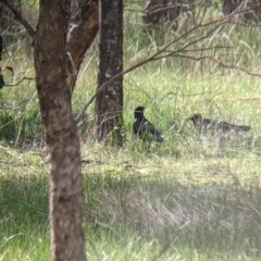 Corcorax melanorhamphos (White-winged Chough) at Table Top, NSW - 6 Aug 2021 by Darcy
