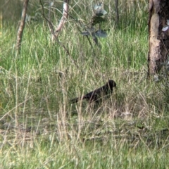 Corcorax melanorhamphos at Table Top, NSW - 6 Aug 2021