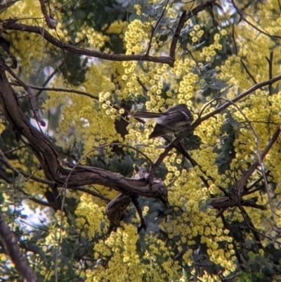 Rhipidura albiscapa (Grey Fantail) at Albury - 6 Aug 2021 by Darcy