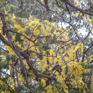 Rhipidura albiscapa at Wirlinga, NSW - 6 Aug 2021