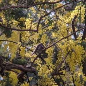 Rhipidura albiscapa at Wirlinga, NSW - 6 Aug 2021