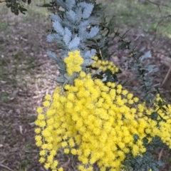 Acacia baileyana (Cootamundra Wattle, Golden Mimosa) at Bells TSR - 6 Aug 2021 by Darcy