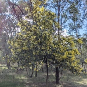Acacia baileyana at Wirlinga, NSW - 6 Aug 2021