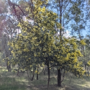 Acacia baileyana at Wirlinga, NSW - 6 Aug 2021 02:31 PM