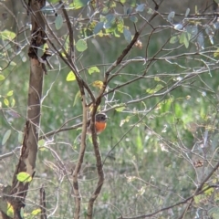 Petroica boodang (Scarlet Robin) at Wirlinga, NSW - 6 Aug 2021 by Darcy