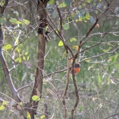 Petroica boodang at Wirlinga, NSW - 6 Aug 2021 02:46 PM