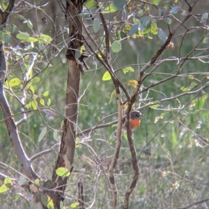 Petroica boodang at Wirlinga, NSW - 6 Aug 2021