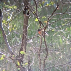 Petroica boodang at Wirlinga, NSW - 6 Aug 2021 02:46 PM