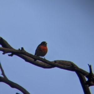 Petroica boodang at Wirlinga, NSW - 6 Aug 2021 02:46 PM