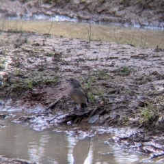 Pachycephala pectoralis (Golden Whistler) at Bells TSR - 6 Aug 2021 by Darcy