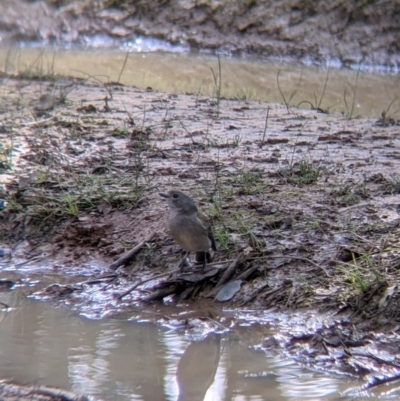 Pachycephala pectoralis (Golden Whistler) at Albury - 6 Aug 2021 by Darcy