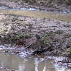 Pachycephala pectoralis at Wirlinga, NSW - 6 Aug 2021