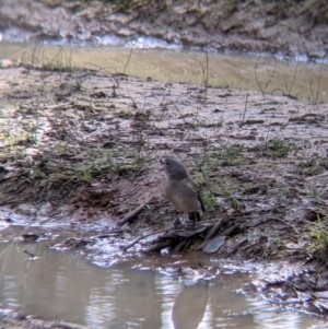 Pachycephala pectoralis at Wirlinga, NSW - 6 Aug 2021