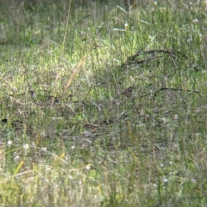 Pyrrholaemus sagittatus at Wirlinga, NSW - 6 Aug 2021