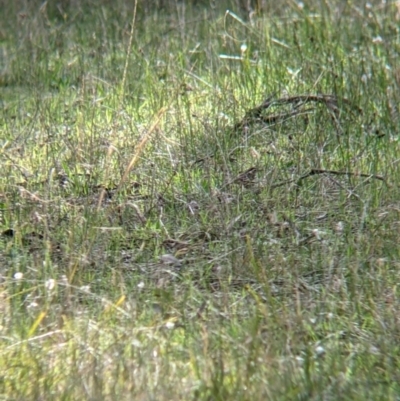 Pyrrholaemus sagittatus (Speckled Warbler) at Bells TSR - 6 Aug 2021 by Darcy