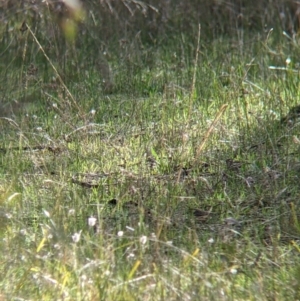 Pyrrholaemus sagittatus at Wirlinga, NSW - 6 Aug 2021