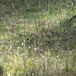 Pyrrholaemus sagittatus at Wirlinga, NSW - 6 Aug 2021