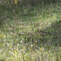 Pyrrholaemus sagittatus at Wirlinga, NSW - 6 Aug 2021