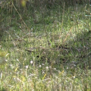 Pyrrholaemus sagittatus at Wirlinga, NSW - 6 Aug 2021