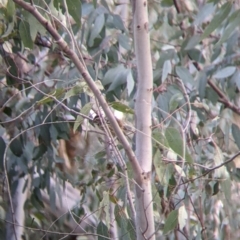 Pyrrholaemus sagittatus at Wirlinga, NSW - 6 Aug 2021