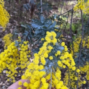 Acacia baileyana at Wirlinga, NSW - 6 Aug 2021