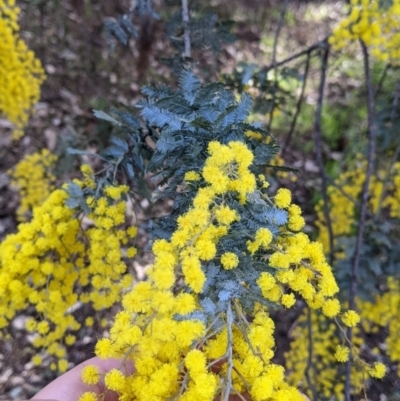 Acacia baileyana (Cootamundra Wattle, Golden Mimosa) at Bells TSR - 6 Aug 2021 by Darcy