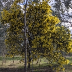 Acacia baileyana at Wirlinga, NSW - 6 Aug 2021