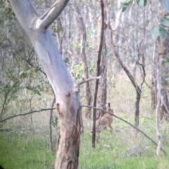 Lepus capensis (Brown Hare) at Table Top, NSW - 6 Aug 2021 by Darcy